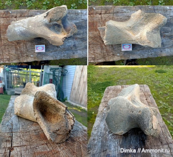 млекопитающие, кайнозой, кости, Владимирская область, Меленковский район