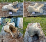 Плечевая кость шерстистого носорога