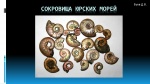 Сокровища юрских морей