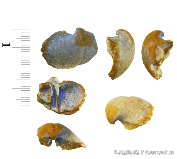 брахиоподы, Choristites