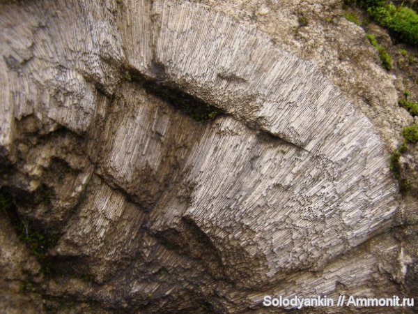 карбон, губки, Голутвин, хететес, Chaetetes, Щуровский карьер