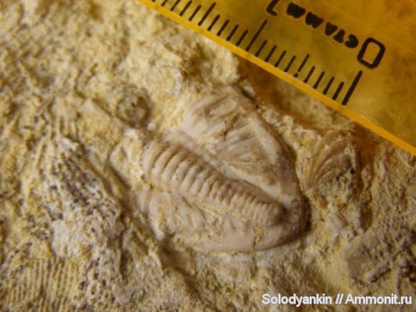 трилобиты, Гжель, пигидий