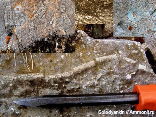 морские лилии, криноидеи, Урал, р. Реж