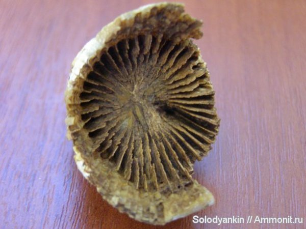 кораллы, ругозы