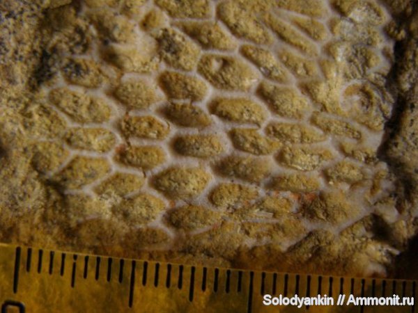 мшанки, Гжель, Goniocladia subpulchra, Goniocladia