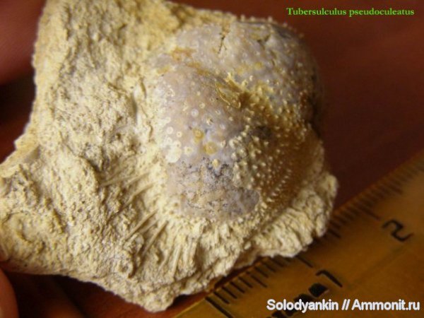 Гжель, Tubersulculus pseudoaculeatus, brachiopoda, tubersulculus, Productida, Articulata, rhynchonelliformea, Strophomenata