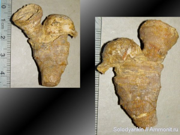 брахиоподы, карбон, кораллы, Гжель, ругозы