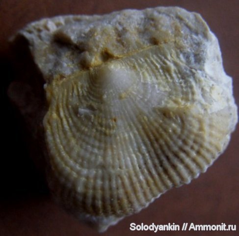 карбон, Урал, р. Реж, brachiopoda, Productida, серпуховский ярус, Articulata, rhynchonelliformea, Strophomenata