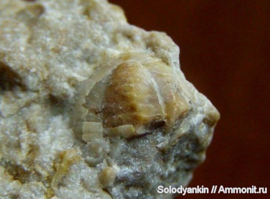 трилобиты, Урал, р. Реж, пигидий, Свердловская область, серпуховский ярус