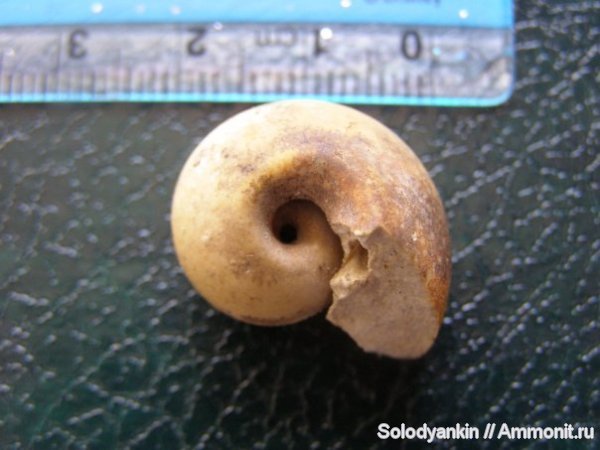 карбон, беллерофоны, Bellerophon, Подольск