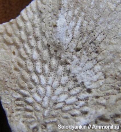 карбон, мшанки, Урал, р. Реж, серпуховский ярус