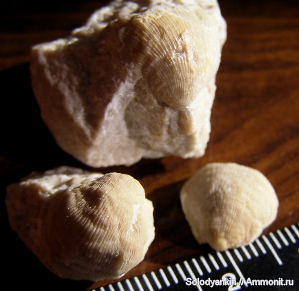 карбон, Урал, р. Реж, brachiopoda, Productida, серпуховский ярус, Flexaria, Articulata, rhynchonelliformea, Strophomenata