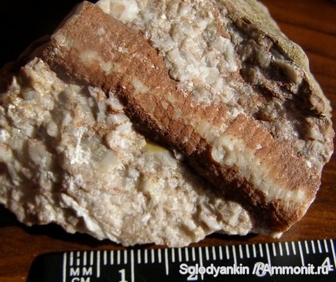 морские лилии, карбон, криноидеи, Урал, р. Реж