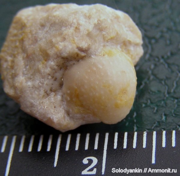 карбон, Урал, р. Реж, Krotovia, brachiopoda, Productida, серпуховский ярус, Articulata, rhynchonelliformea, Strophomenata