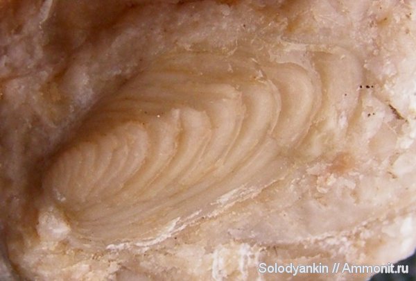 карбон, двустворки, Урал, р. Реж, Posidoniella vetusta, Posidoniella, серпуховский ярус