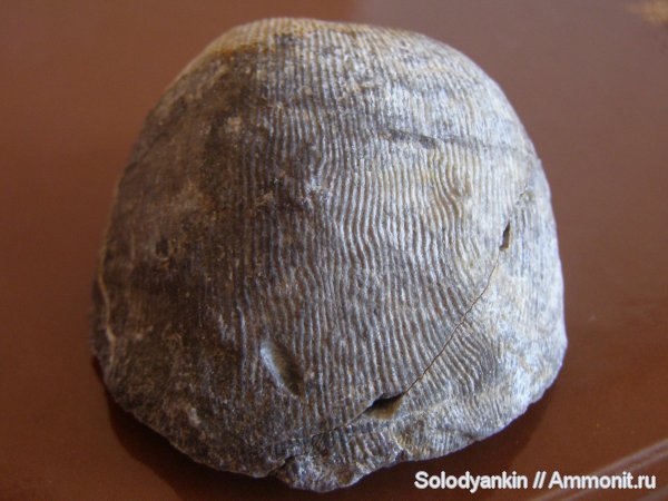 карбон, Урал, р. Реж, визе, brachiopoda, Ovatia, Productida, Articulata, rhynchonelliformea, Strophomenata карбон, Урал, р. Реж, визе, brachiopoda, Ovatia, Productida, Articulata, rhynchonelliformea, Strophomenata