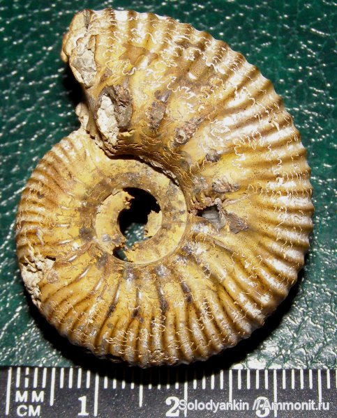 аммониты, Дубки, Eboraciceras, Ammonites