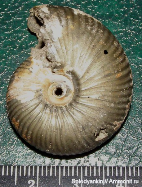 аммониты, юра, Funiferites, Funiferites allae, Ammonites, Jurassic