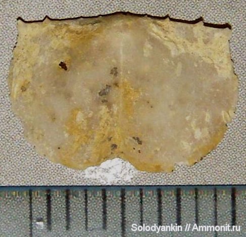 брахиоподы, карбон, Гжель, Lissochonetes geinitzianus, Lissochonetes, хонетиды, Chonetida, Articulata, rhynchonelliformea, Strophomenata