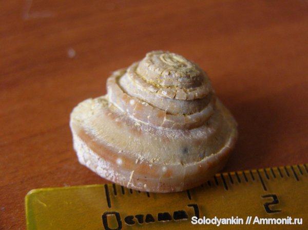 Omphalotrochus, Omphalotrochus canaliculatus