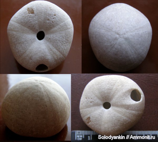 иглокожие, Казахстан, Мангышлак, ежи, Echinodermata, Echinozoa, Euechinoidea, Conulus