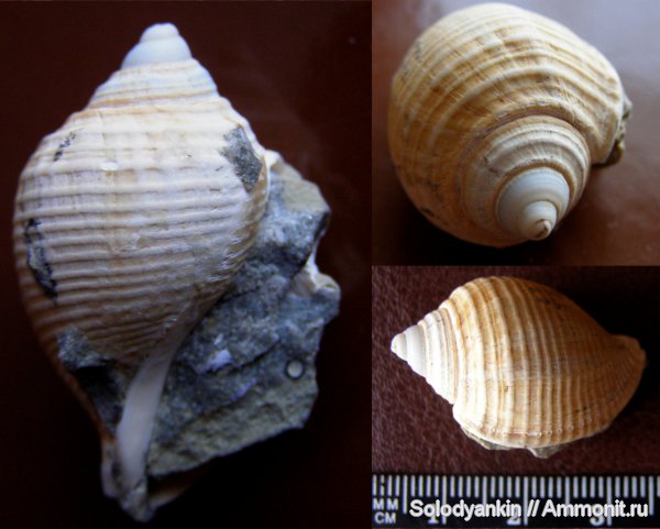 гастроподы, палеоген, эоцен, брюхоногие моллюски, Приаралье, чеганская свита, Galeoidea tenuis, Galeoidea