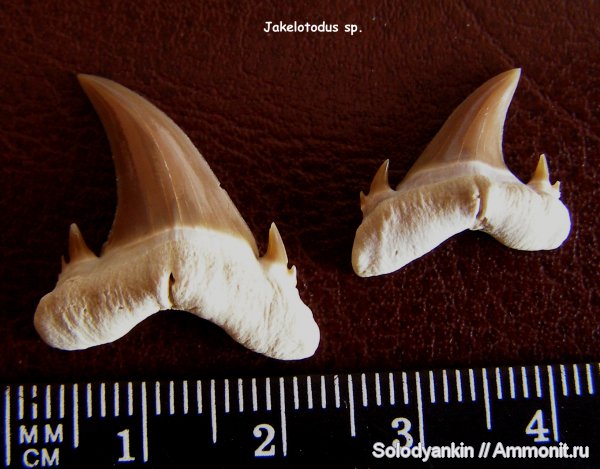 палеоген, хрящевые рыбы, акулы, Казахстан, зубы акул, Chondrichthyes, Мангышлак, Elasmobranchii, бартон, Jaekelotodus, Lamniformes, Jaekelodontidae, shark teeth, sharks