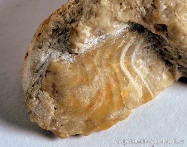 моллюски, карбон, двустворки, Урал, р. Реж, гребешки, Annuliconcha concentrica, Annuliconcha, серпуховский ярус, Pectinida, Aviculopectinidina