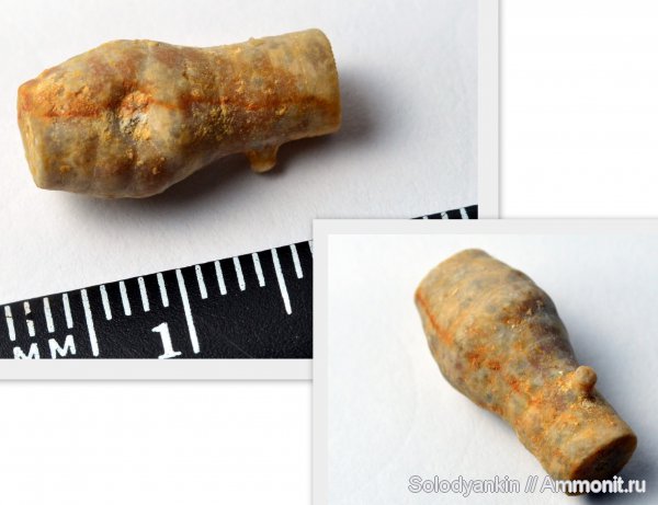 Гжель, паразитизм, прижизненные повреждения, Phosphannulus