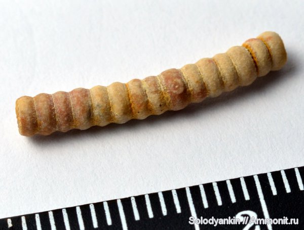 морские лилии, Гжель, стебли