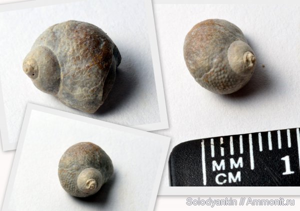 гастроподы, карбон, Trachydomya, улитки, Gastropoda, Neritopsidae