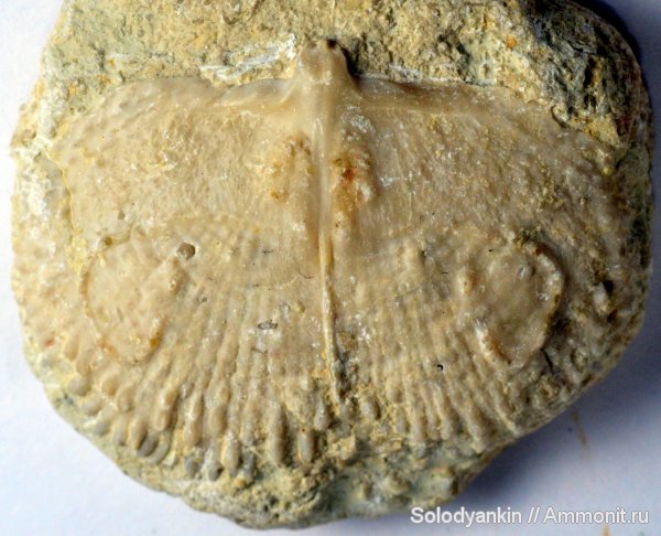 Productida, срединная септа, мускулы-замыкатели, кардинальный валик, Articulata, rhynchonelliformea, Strophomenata