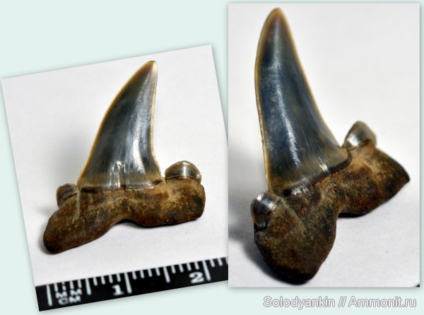 палеоген, хрящевые рыбы, акулы, зубы акул, Chondrichthyes, Elasmobranchii, Striatolamia, Striatolamia macrota, Lamniformes, Odontaspididae, shark teeth, sharks