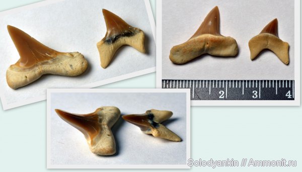 палеоген, хрящевые рыбы, акулы, Казахстан, зубы акул, Chondrichthyes, Мангышлак, Elasmobranchii, бартон, Cosmopolitodus, Isurus, Lamniformes, shark teeth, sharks