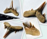 зуб акулы Mennerotodus