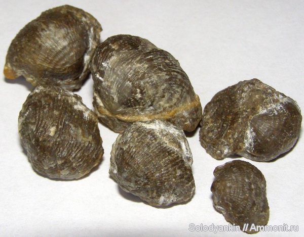 Урал, р. Реж, Productida, серпуховский ярус, Articulata, rhynchonelliformea, Strophomenata