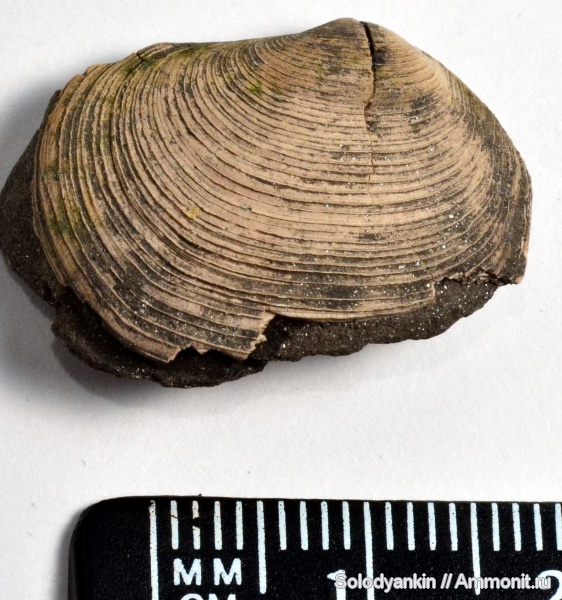 двустворки