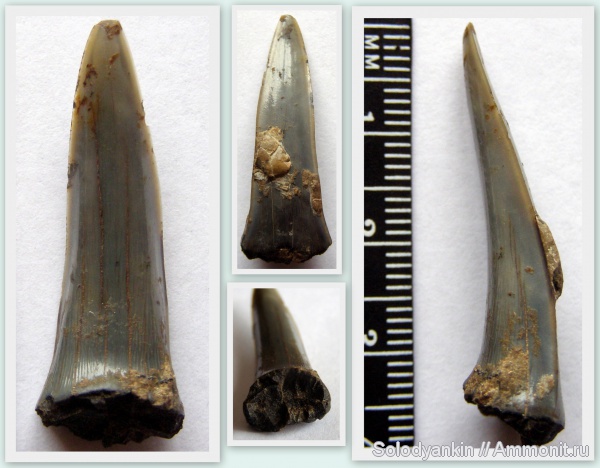 зубы, эоцен, акулы, Chondrichthyes, Elasmobranchii, Зауралье, teeth, sharks