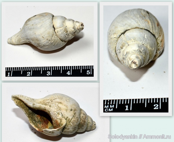 гастроподы, моллюски, Gastropoda, Anisopleura, Prosobranchia, Neogastropoda, Neptunea