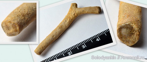 мшанки, Гжель, Tabulipora, Tabulipora maculosa, Bryozoa