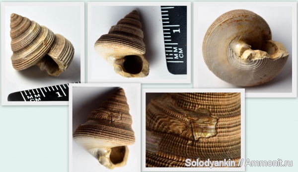 гастроподы, моллюски, Bathrotomaria, прижизненные повреждения