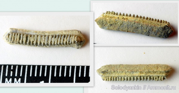 зубы, эоцен, скаты, Chondrichthyes, Elasmobranchii, Зауралье, teeth