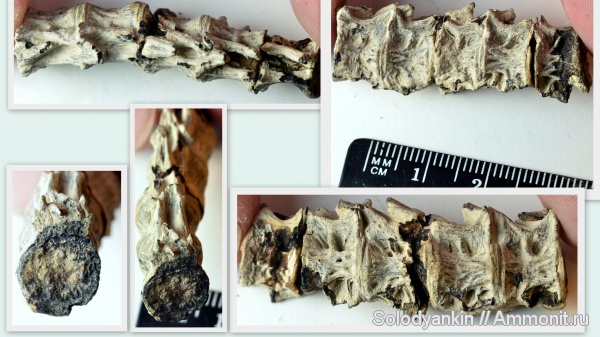 рыбы, эоцен, позвонки, fish