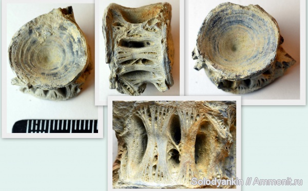 рыбы, эоцен, позвонки, Зауралье, fish