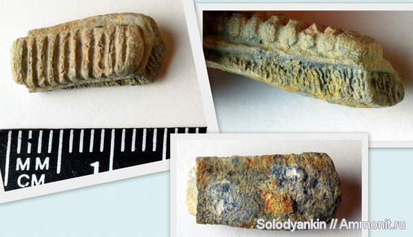 зубы, эоцен, скаты, Chondrichthyes, Elasmobranchii, Зауралье, teeth