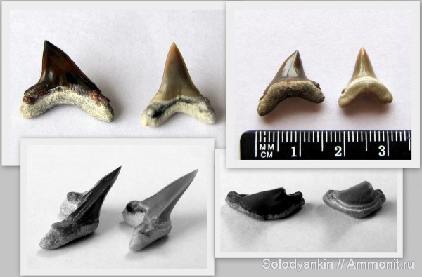 зубы, хрящевые рыбы, акулы, Chondrichthyes, Elasmobranchii, Lamniformes, Alopias, Alopiidae, teeth, sharks