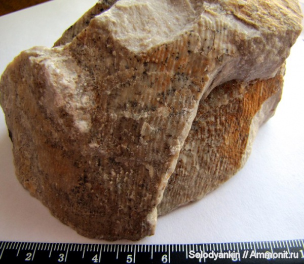 Урал, р. Реж, Productida, серпуховский ярус, Articulata, Moderatoproductus, rhynchonelliformea, Strophomenata