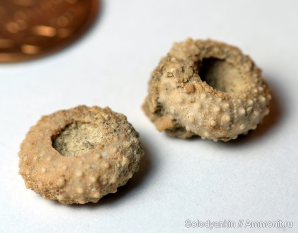 иглокожие, Казахстан, Мангышлак, ежи, турон, Echinodermata, Echinozoa, Turonian