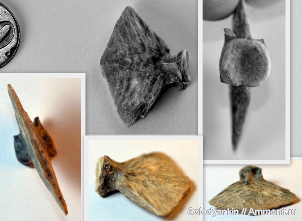 рыбы, олигоцен, Мангышлак, рюпель, hypural, fish