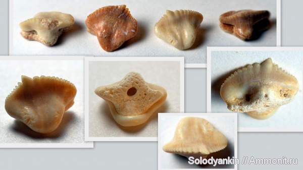 зубы, хрящевые рыбы, эоцен, Марокко, акулы, Chondrichthyes, Elasmobranchii, ипр, Nebrius blanckenhorni, Nebrius, Orectolobiformes, Ginglymostomatidae, ипрский ярус, teeth, sharks